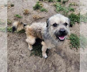 Border Terrier-Unknown Mix Dogs for adoption in Camarillo, CA, USA