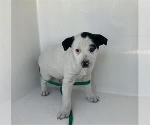 Labradoodle Dogs for adoption in Baytown, TX, USA