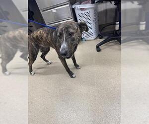 American Staffordshire Terrier-Unknown Mix Dogs for adoption in Grand Prairie, TX, USA