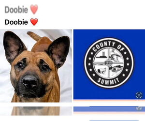 Chinese Shar-Pei-Unknown Mix Dogs for adoption in Akron, OH, USA