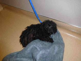 Poodle (Miniature) Dogs for adoption in San Jose, CA, USA