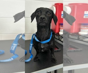 Chiweenie Dogs for adoption in Princeton, MN, USA