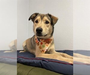 Shepradors Dogs for adoption in Sugar Land, TX, USA