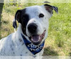 Mutt Dogs for adoption in Pueblo, CO, USA