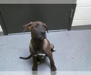 Plott Hound-Unknown Mix Dogs for adoption in Denver, CO, USA