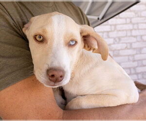 Australian Shepherd-Unknown Mix Dogs for adoption in Williamsburg, NM, USA