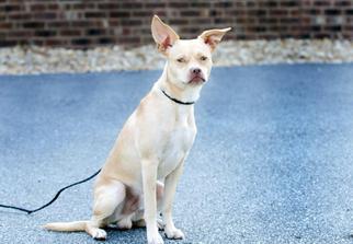 Chug Dogs for adoption in Monroe, GA, USA