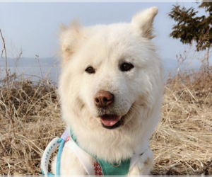 Samoyed-Unknown Mix Dogs for adoption in San Ramon, CA, USA