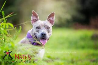 American Pit Bull Terrier-Unknown Mix Dogs for adoption in Bradenton, FL, USA