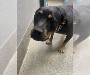 American Pit Bull Terrier-Unknown Mix Dogs for adoption in Las Vegas, NV, USA