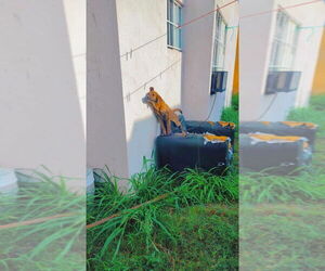 Mountain Cur-Plott Hound Mix Dogs for adoption in New York, NY, USA