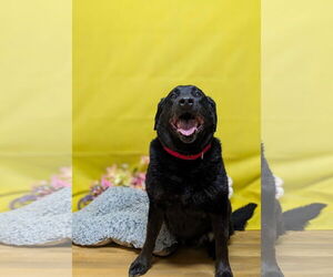 Labrador Retriever-Unknown Mix Dogs for adoption in Franklin, North Carolina, NC, USA