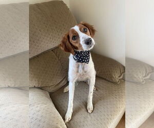 Medium Photo #5 - Mix Puppy For Sale in Curwensville, PA, USA