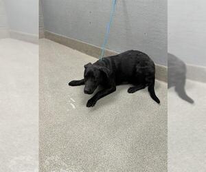 American Pit Bull Terrier-Unknown Mix Dogs for adoption in Las Vegas, NV, USA
