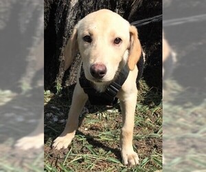 Borador Dogs for adoption in Glenwood, GA, USA