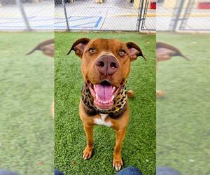 Doberman Pinscher-Unknown Mix Dogs for adoption in Downey, CA, USA