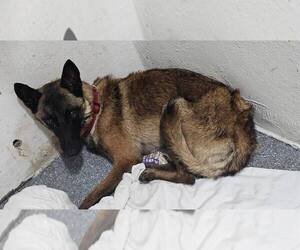 Mutt Dogs for adoption in Imlay City, MI, USA