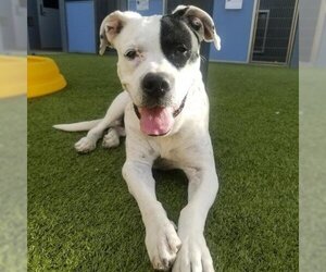 American Pit Bull Terrier Dogs for adoption in Phoenix, AZ, USA