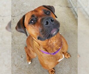 Boxer-Unknown Mix Dogs for adoption in Ventura, CA, USA