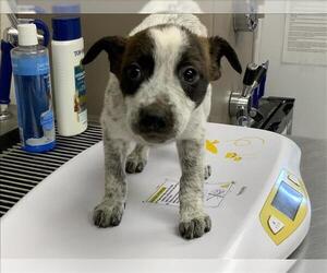 Texas Heeler-Unknown Mix Dogs for adoption in Visalia, CA, USA