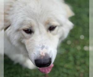 Great Pyrenees-Unknown Mix Dogs for adoption in Tulsa, OK, USA