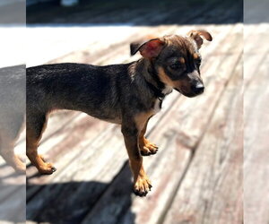 Chihuahua-Unknown Mix Dogs for adoption in South Bend, IN, USA