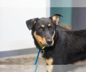 Mutt Dogs for adoption in Mountain Home, AR, USA