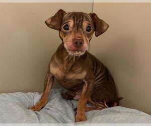 Chihuahua-Unknown Mix Dogs for adoption in Raleigh, NC, USA