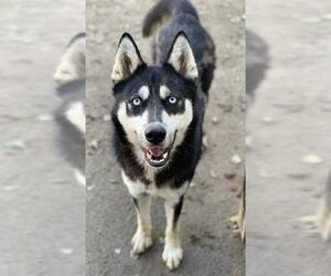 Siberian Husky Dogs for adoption in Riverside, CA, USA