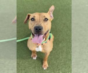 American Pit Bull Terrier-Unknown Mix Dogs for adoption in Boston, MA, USA