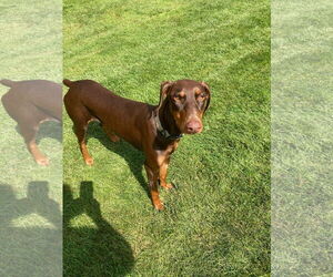 Doberman Pinscher Dogs for adoption in Minneaoplis, MN, USA