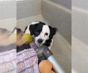 Cockerhuahua Dogs for adoption in San Martin, CA, USA