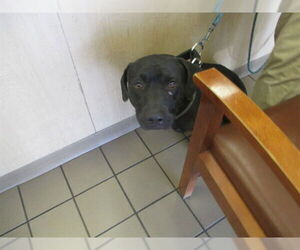 Labrador Retriever-Unknown Mix Dogs for adoption in Ocala, FL, USA