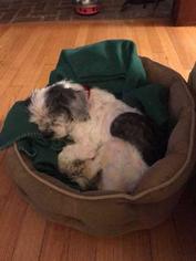 Shih Tzu-Unknown Mix Dogs for adoption in Chicopee, MA, USA