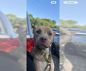 American Staffordshire Terrier-Unknown Mix Dogs for adoption in Palmetto, FL, USA