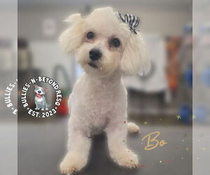 Maltese-Unknown Mix Dogs for adoption in Omaha, NE, USA