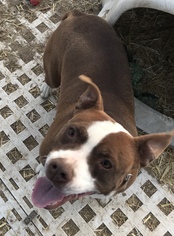American Pit Bull Terrier Dogs for adoption in Carson City, NV, USA