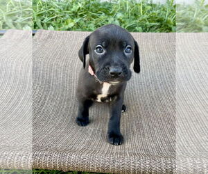 Labrador Retriever-Unknown Mix Dogs for adoption in Duluth, MN, USA