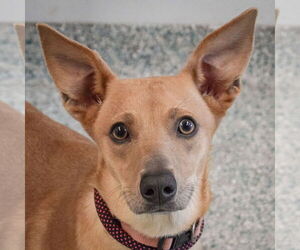 Basenji-Italian Greyhound Mix Dogs for adoption in Huntley, IL, USA