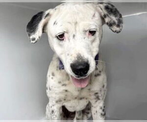 Dalmatian-Unknown Mix Dogs for adoption in Houston, TX, USA