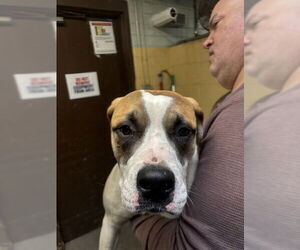 Saint Bernard-Unknown Mix Dogs for adoption in Stockton, CA, USA