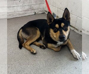 German Shepherd Dog-Unknown Mix Dogs for adoption in San Bernardino, CA, USA