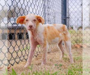 Anatolian Shepherd-Unknown Mix Dogs for adoption in Waco, TX, USA