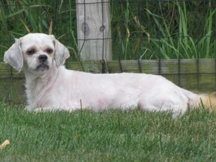 Shih Tzu Dogs for adoption in Walnutport, PA, USA