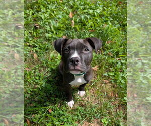 American Pit Bull Terrier-Staffordshire Bull Terrier Mix Dogs for adoption in Shermans Dale, PA, USA