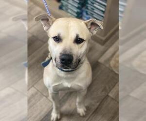 Labrador Retriever-Unknown Mix Dogs for adoption in Redlands, CA, USA