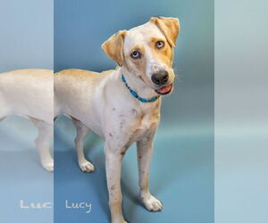 Labrador Retriever-Unknown Mix Dogs for adoption in Hot Springs Village, AR, USA