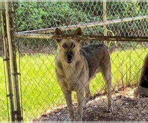 German Shepherd Dog Dogs for adoption in Pembroke, GA, USA