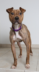 Mutt Dogs for adoption in Eden Prairie, MN, USA