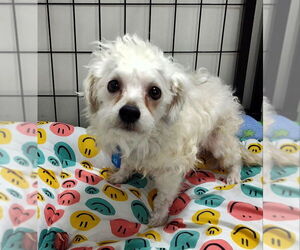 Bichon Frise-Unknown Mix Dogs for adoption in Mukwonago, WI, USA
